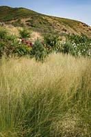 Muhlenbergia montana - Mountain Muhly Grass - with dry hillside beyond