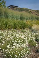 Melampodium leucanthum - Blackfoot Daisy