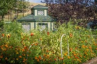 Solanum lycopersicum - Tomato - plants with fruit in a bed edged with Tagetes patula - Marigold, gazebo beyond