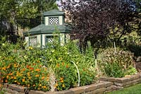 Raised beds in front of gazebo. Beds filled with Solanum lycopersicum - Tomato - plants with Tagetes patula - Marigold