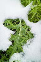 Brassica juncea - Mizuna - surviving even when covered with snow