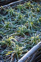 Frost on the Tragopogon porrifolius - Salsify - bed in the vegetable garden