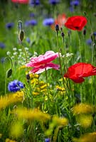 Papaver rhoeas - Corn Poppy, Field Poppy -  with Centaurea cyanus - Cornflower, Ammi majus - Bishop's Flowers and Bupleurum rotundifolium in a meadow