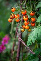 Tomato 'Sungold' growing on a teepee in the vegetable garden