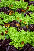Viola 'Irish Molly' growing amongst lettuce plants in vegetable bed