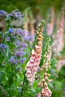 Foxgloves and borage growing along the base of a hedge. Digitalis 'Sutton's Apricot', Borago officinalis with a bee.