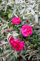 Rosa 'Cerise Bouquet' - Rose - growing through Elaeagnus 'Quicksilver'