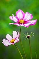Cosmos 'Candy Stripe'.