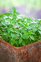 Ocimum minimum - Bush Basil - growing in a terracotta pot 