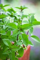 Cinnamon Basil - also known as Vietnamese basil or Saigon basil. Ocimum basilicum.