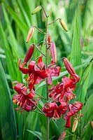 Lilium 'Red Flavour' - Tiger lily.