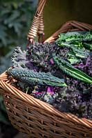 Basket of mixed varieties of harvested Brassica oleracea - Kale - including 'Cavolo Nero' and 'Red Bor' 