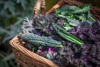 Basket of mixed varieties of harvested Brassica oleracea - Kale - including 'Cavolo Nero' and 'Red Bor'