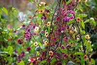 Rhodochiton atrosanguineus 'Purple Bells' - Purple Bell Vine -and Thunbergia alata 'African Sunset' growing up a birch tripod