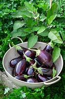 Harvested Aubergine - Eggplant - in a colander