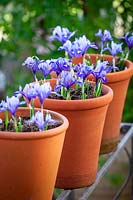 Iris reticulata 'Harmony' planted in a line of terracotta pots