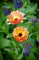 Calendula officinalis 'Sunset Buff' - Pot Marigold - with Cerinthe major 'Purpurascens' - Honeywort