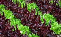 Lactuca sativa - Lettuce -  'Reine de Glace' and 'Solix'