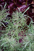 Brassica - Kale 'Frills of Hex' - Salad Naald Kool