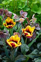 Tulipa 'Gavota' with Helleborus x ericsmithii 'Maestro'.