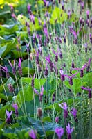Lavandula stoechas 'Purple Ribbon' - French lavender.