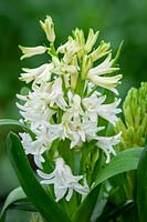 Hyacinthus orientalis 'White Pearl'
