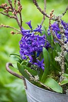 Hyacinthus orientalis 'Peter Stuyvesant' in a metal container