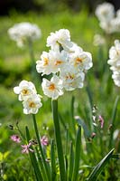 Narcissus 'Cheerfulness' AGM syn. 'White Cheerfulness' growing in grass with Lychnis flos-cuculi - Ragged robin