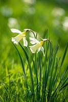 Narcissus 'W.P. Milner' growing in grass