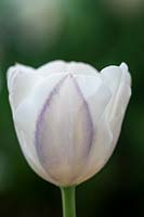 Tulipa 'Lady Chantal'