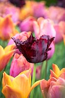 Tulipa 'Black Parrot' amongst T. 'Request' and 'Bruine Wimpel'