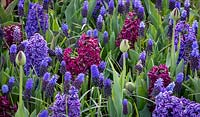 Hyacinthus orientalis 'Blue Trophy' and 'Woodstock' with Muscari latifolium - Grape hyacinth