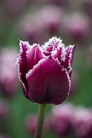 Tulipa 'Saint Martin'