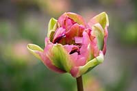 Tulipa 'Double Greenland' - Groenland.