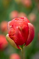 Tulipa 'Princess Unique'