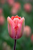 Tulipa 'Palestrina'
