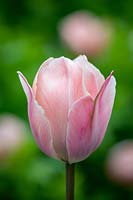 Tulipa 'Salmon Van Eyck'