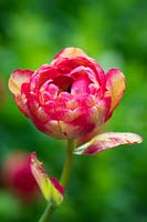 Tulipa 'Sundowner'