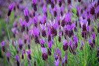 Lavandula stoechas 'Purple Ribbon' - French lavender