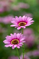 Argyranthemum 'Grandaisy Pink Halo' - Marguerite