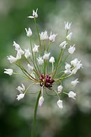Seedhead of Allium unifolium. American onion