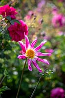 Dahlia 'Honka Pink' with Rosa 'Cerise Bouquet'