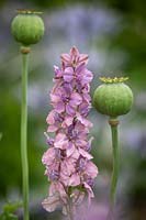 Consolida ajacis 'Earl Grey' now 'Misty Lavender' - Rocket larkspur -  with opium poppy seedpods - Papaver somniferum.
