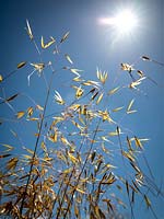 Stipa gigantea against a blue sky. Giant feather grass, Golden oats.