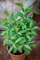 Lemon plants in containers. Backhousia citriodora - Sweet verbena tree.