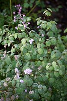 The foliage of Thalictrum delavayi - Chinese meadow rue