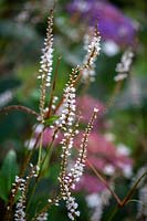 Persicaria amplexicaulis 'Alba' syn. Polygonum amplexicaule 'Album' - White-flowered red bistort.