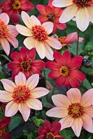 Dahlia 'Totally Tangerine' and 'Schippers Bronze'