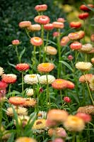 Helichrysum bracteata 'Salmon Rose' syn. Bracteantha bracteata, Xerochrysum bracteatum. Everlasting flower, Strawflower, Paper daisy, Immortelle