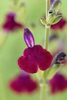 Salvia greggii  'Emperor'  Autumn sage  